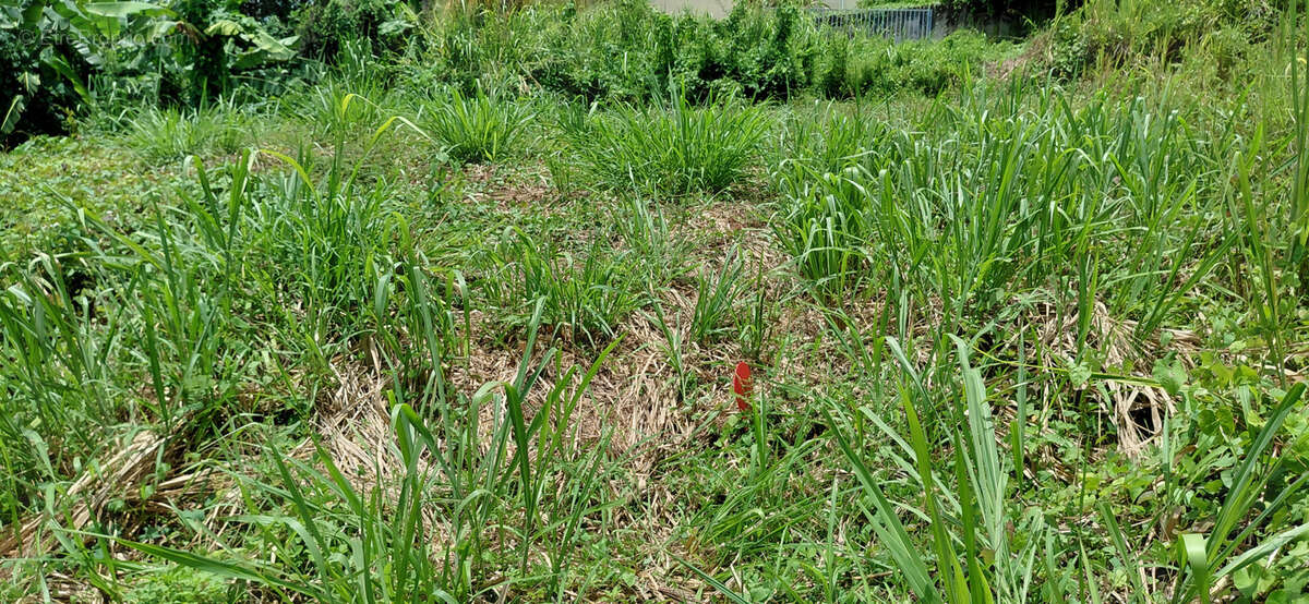 Terrain à GOYAVE