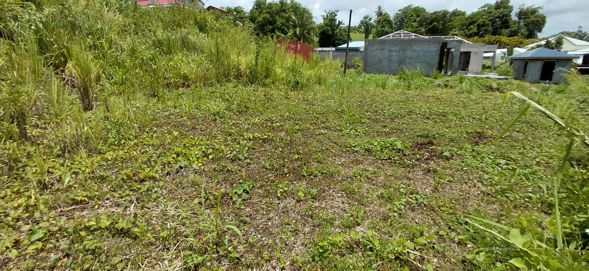 Terrain à GOYAVE