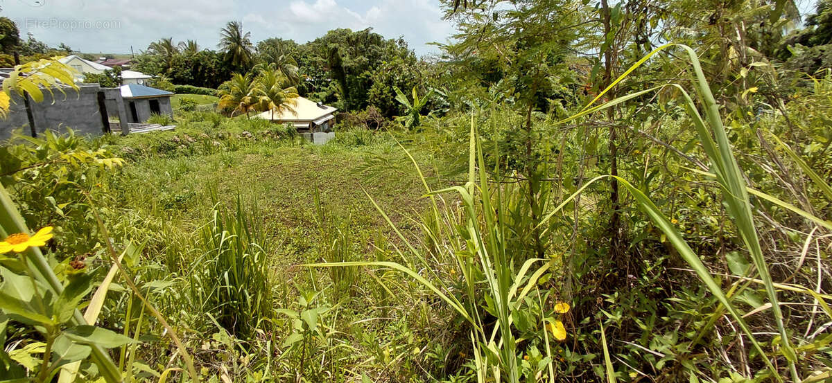 Terrain à GOYAVE