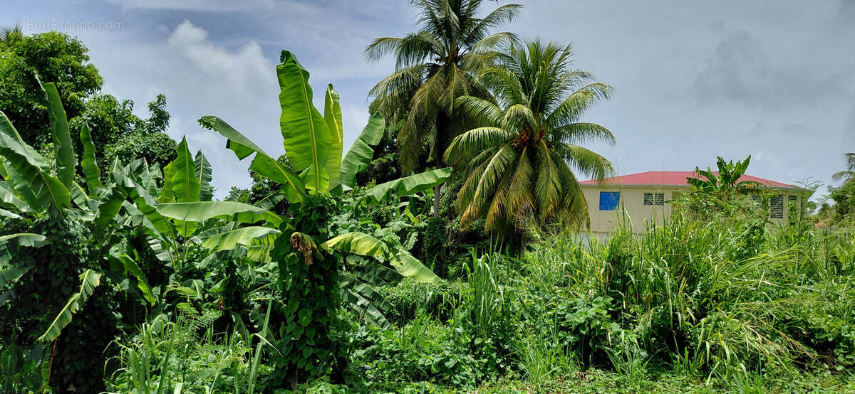 Terrain à GOYAVE