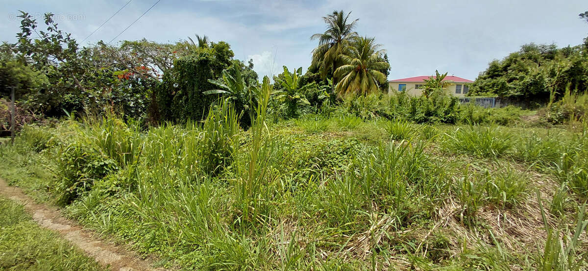 Terrain à GOYAVE
