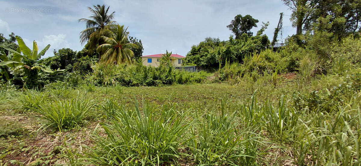 Terrain à GOYAVE