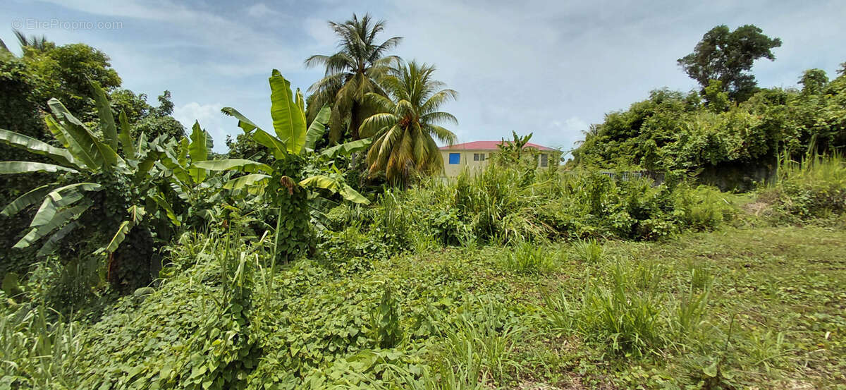 Terrain à GOYAVE