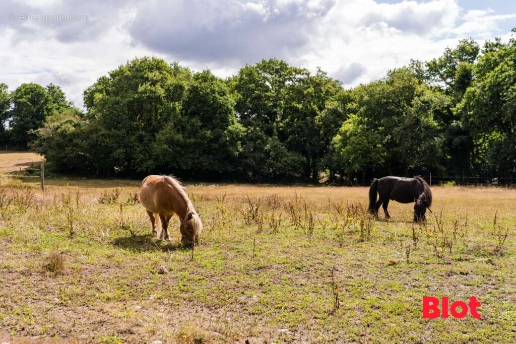 Maison à PONT-SCORFF