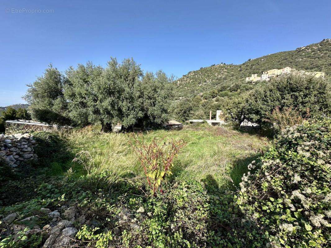 Terrain à CALENZANA