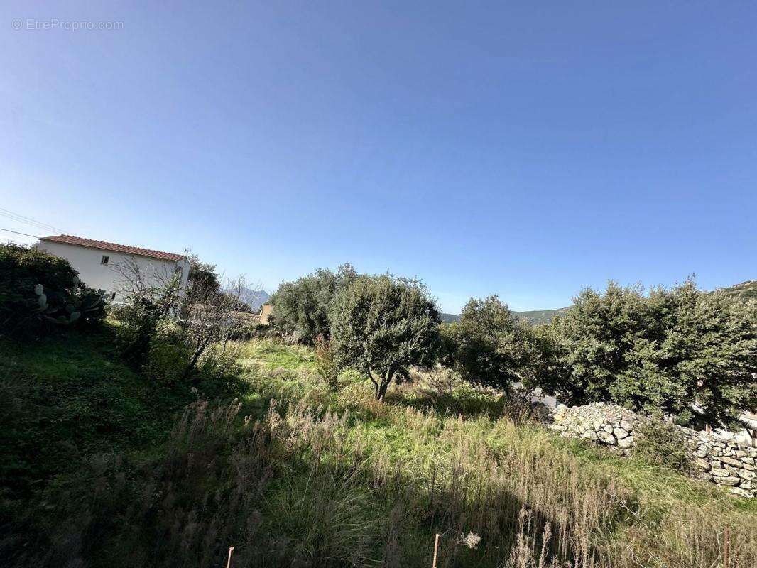 Terrain à CALENZANA