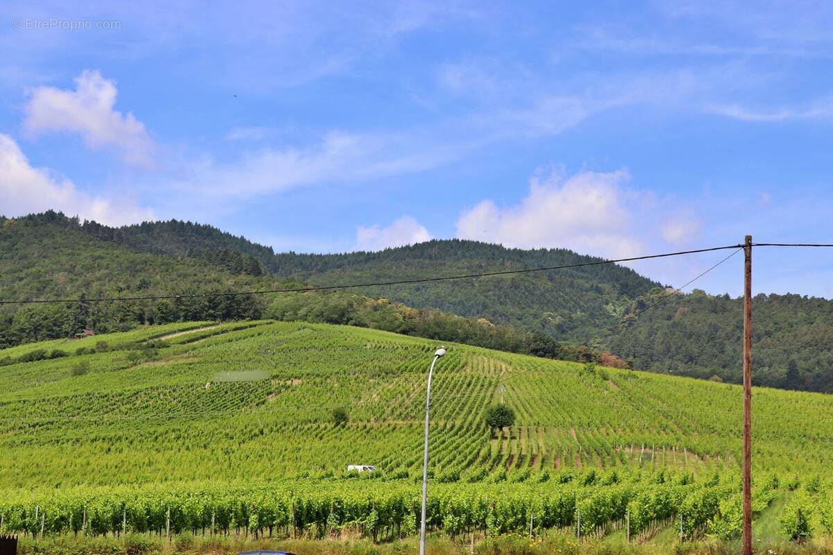 Terrain à DAMBACH-LA-VILLE