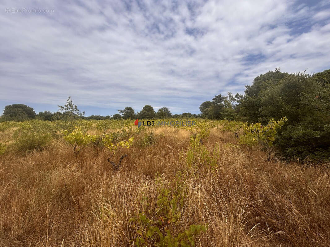 Terrain à SAINT-GENIS-DES-FONTAINES