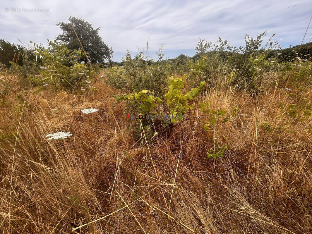 Terrain à SAINT-GENIS-DES-FONTAINES