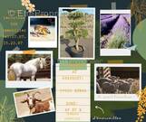 Terrain à LE BEAUSSET