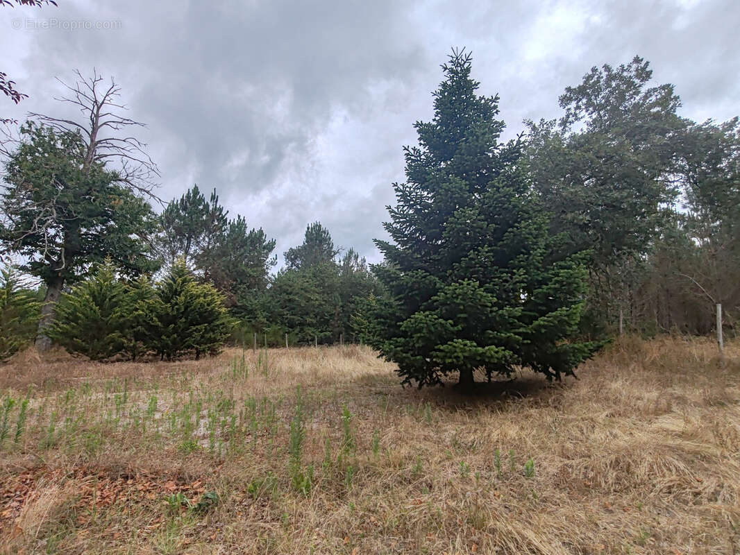 Maison à LABOUHEYRE