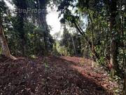 Terrain à PETIT-BOURG