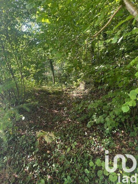 Photo 1 - Terrain à CORREZE