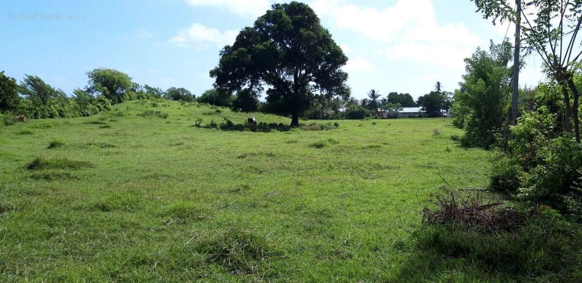 Terrain à LE VAUCLIN