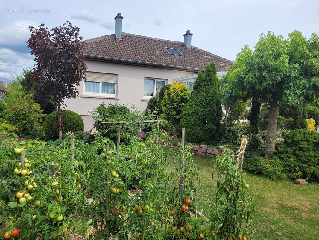 Maison à ALGOLSHEIM