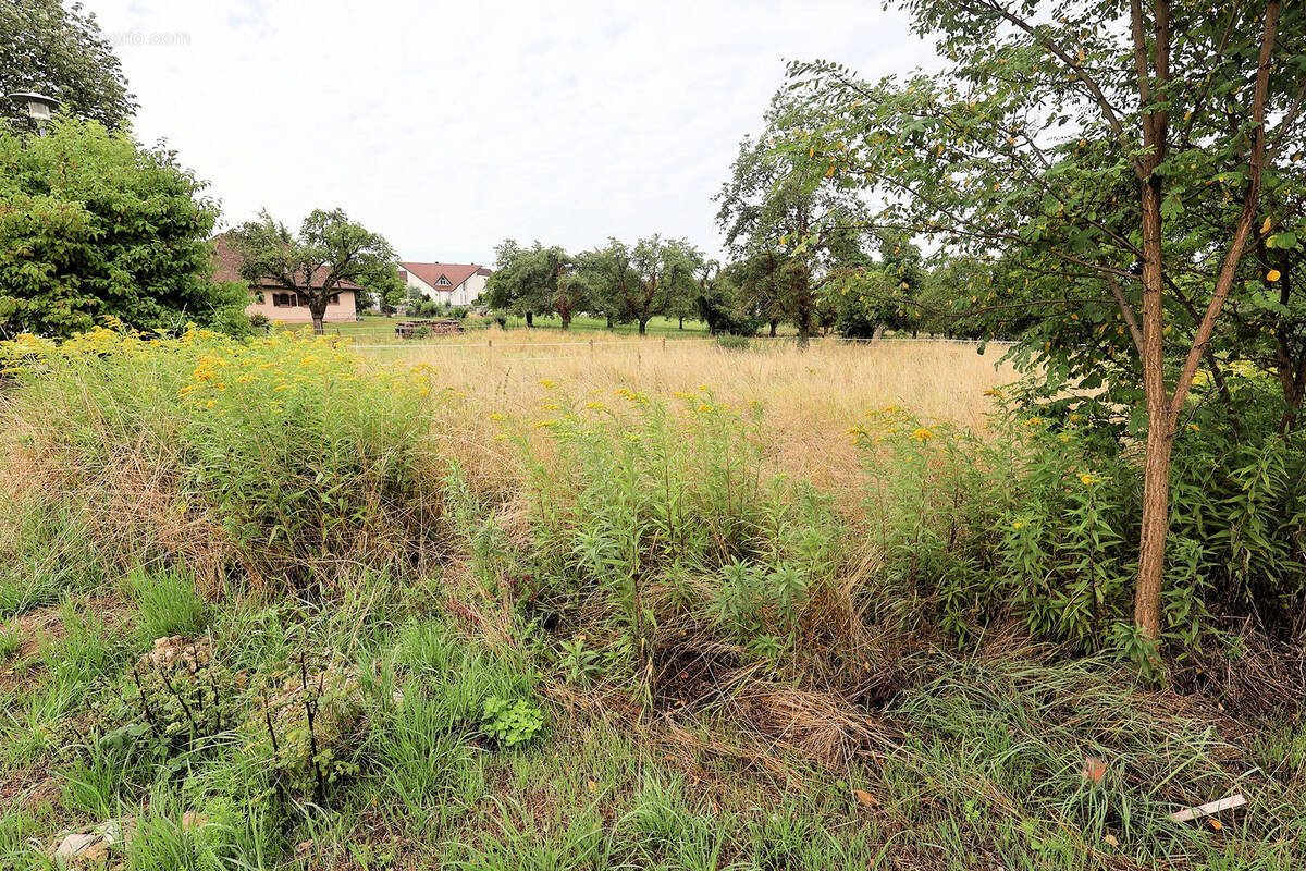 Terrain à HEGENHEIM
