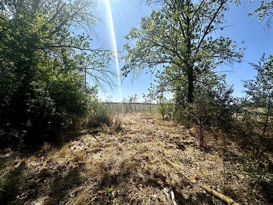 Terrain à MARSILLARGUES