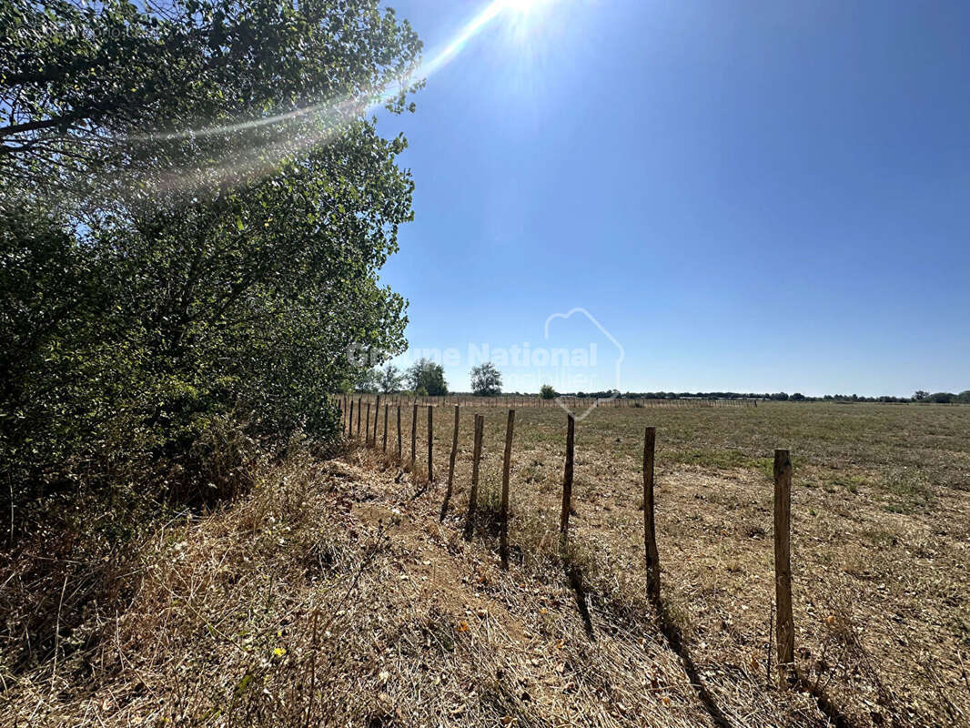 Terrain à MARSILLARGUES