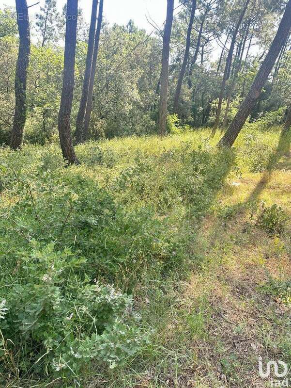 Photo 6 - Terrain à SUZE-LA-ROUSSE