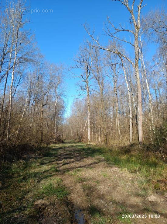 Terrain à PRESLES-EN-BRIE
