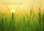 Terrain à COMMEQUIERS