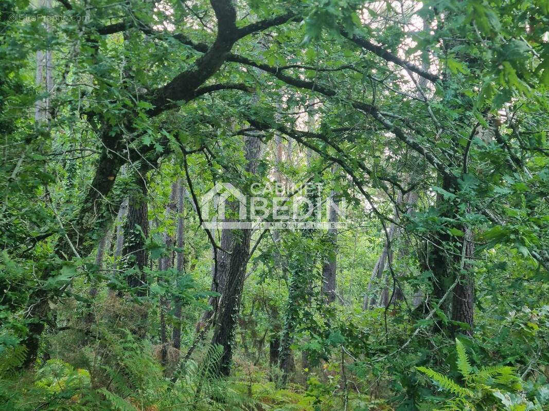 Terrain à GUJAN-MESTRAS