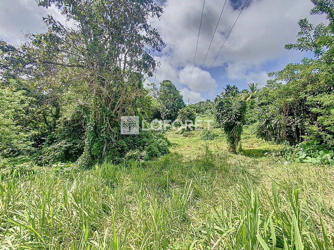 Terrain à CAPESTERRE-BELLE-EAU
