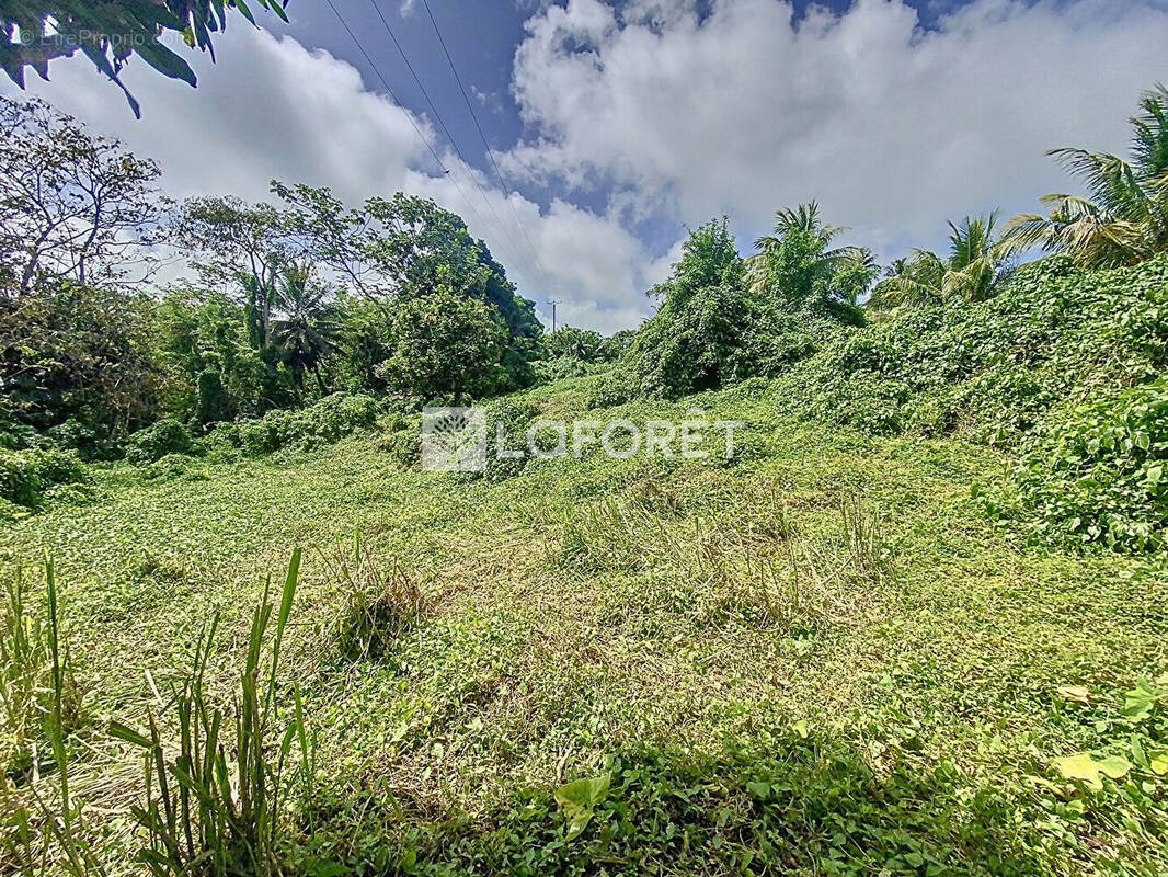 Terrain à CAPESTERRE-BELLE-EAU