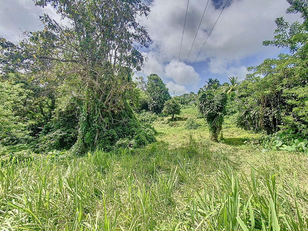 Terrain à CAPESTERRE-BELLE-EAU