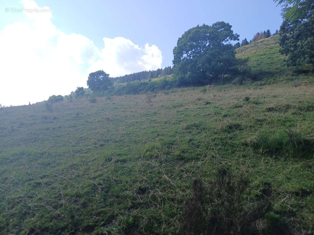 Terrain à FONTANGES