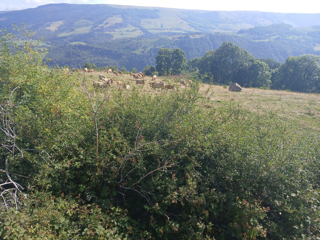 Terrain à FONTANGES