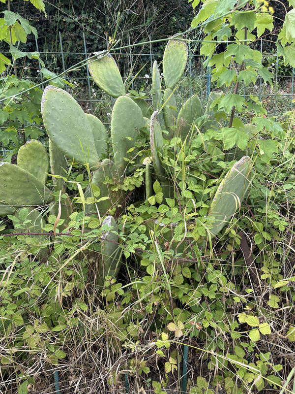 Maison à SAINT-CHAMOND
