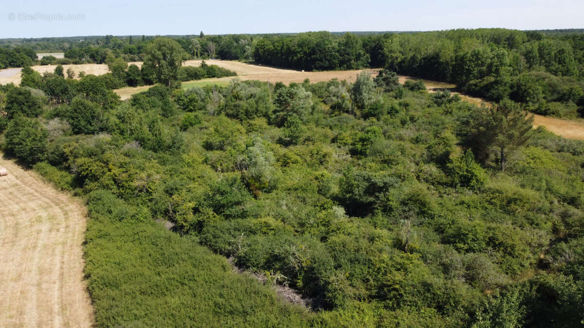 Terrain à PRUNIERS-EN-SOLOGNE