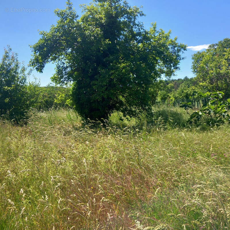 Maison à TREUZY-LEVELAY