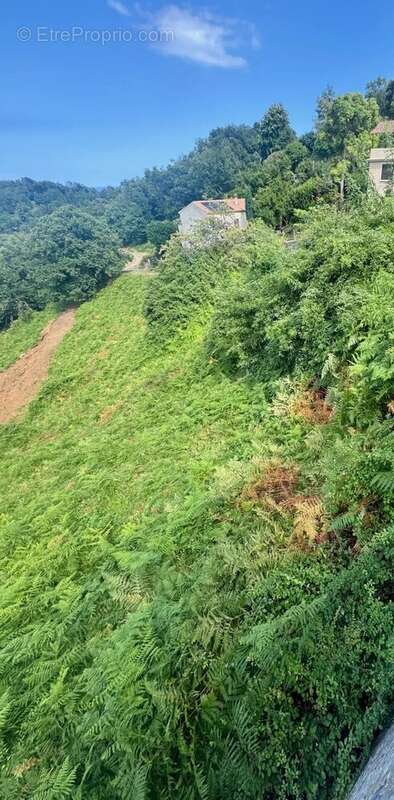 Terrain à TAGLIO-ISOLACCIO