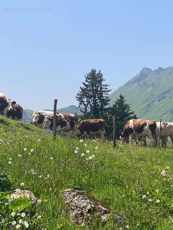 Appartement à LE BIOT
