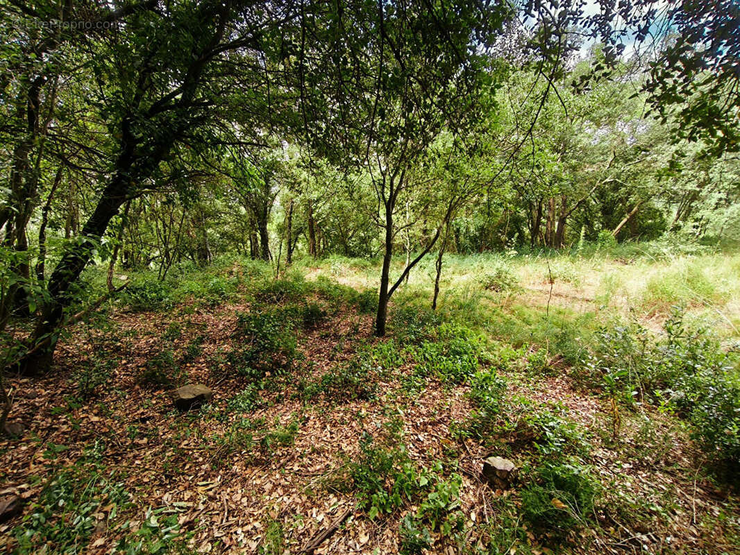 Terrain à MAUREILLAS-LAS-ILLAS