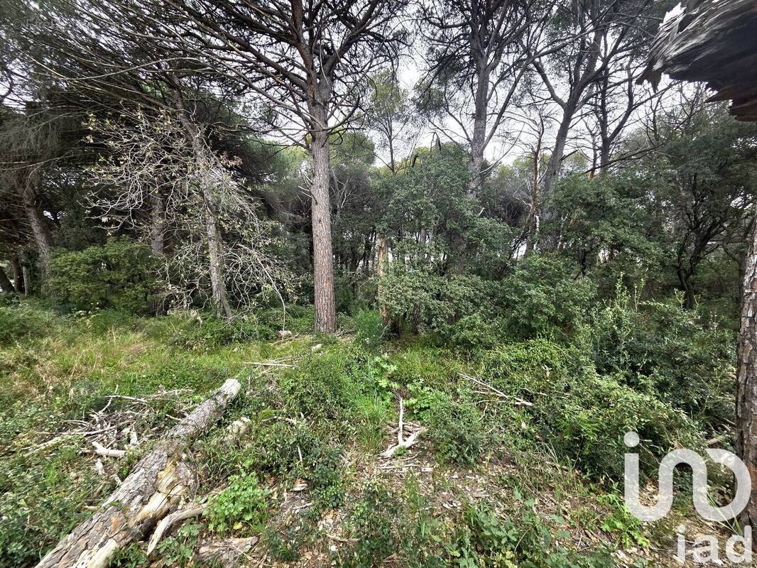 Photo 1 - Terrain à PUGET-SUR-ARGENS