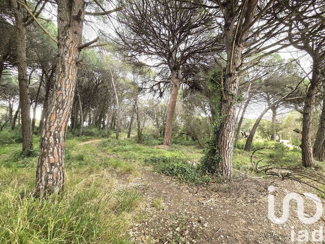 Photo 2 - Terrain à PUGET-SUR-ARGENS