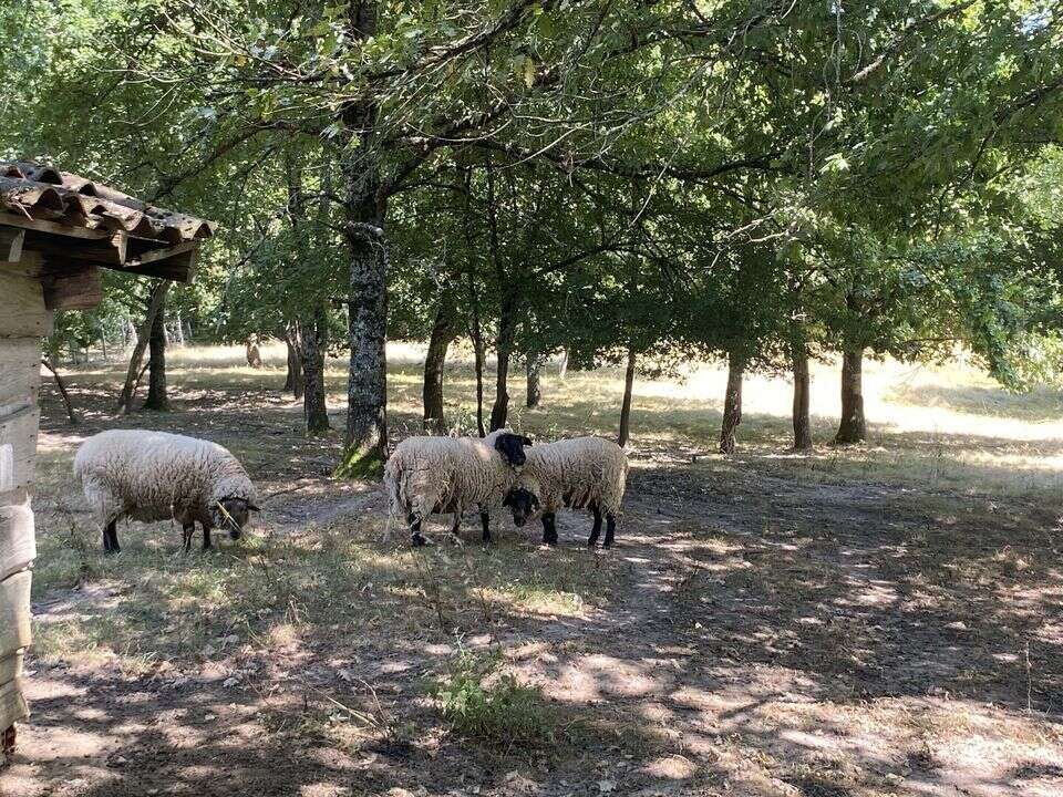 Maison à LABASTIDE-D&#039;ARMAGNAC