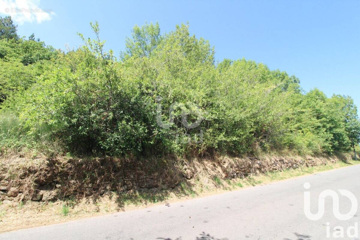 Photo 1 - Terrain à VIALA-DU-TARN