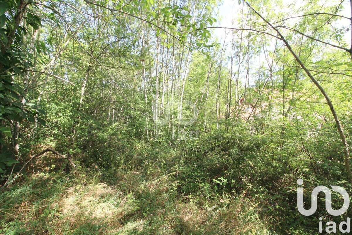 Photo 2 - Terrain à VIALA-DU-TARN