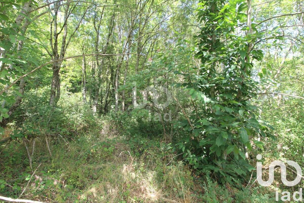 Photo 6 - Terrain à VIALA-DU-TARN