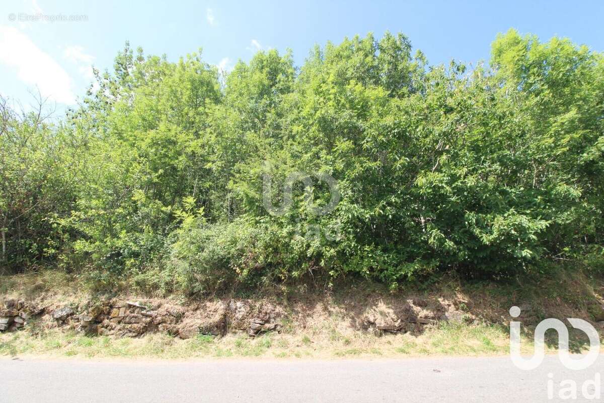 Photo 7 - Terrain à VIALA-DU-TARN