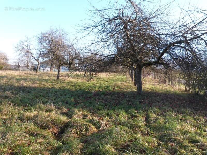 Terrain à SARREGUEMINES