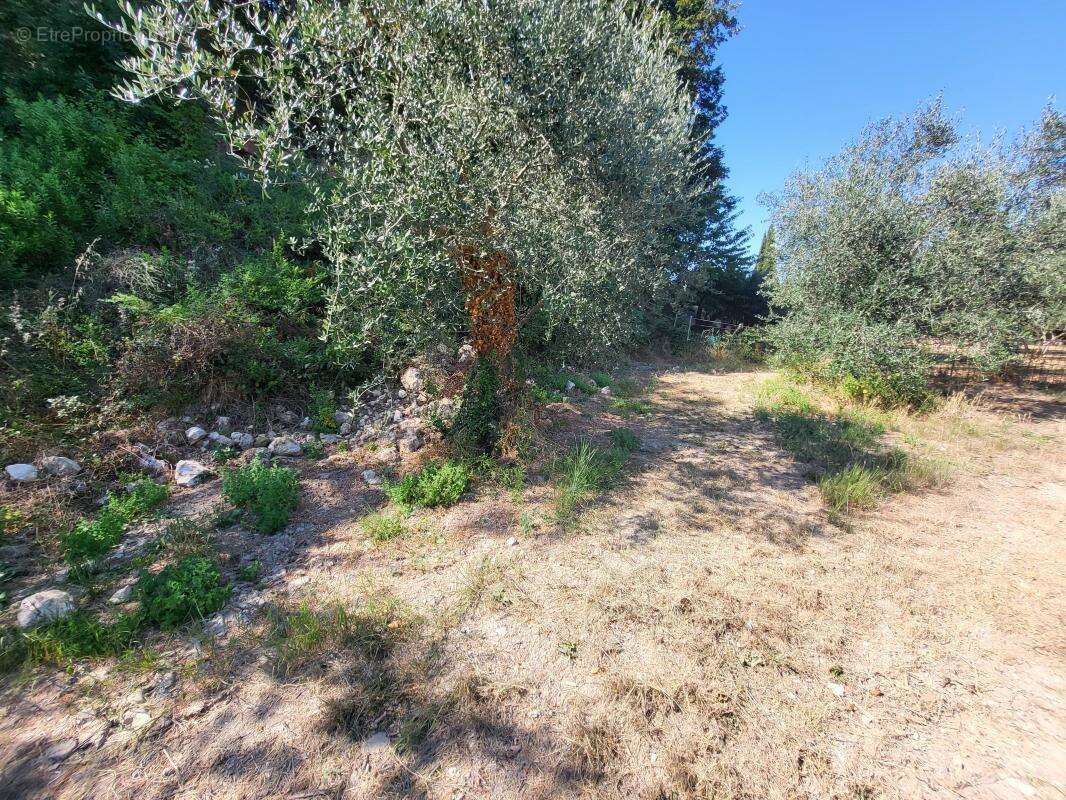 Terrain à LA TRINITE