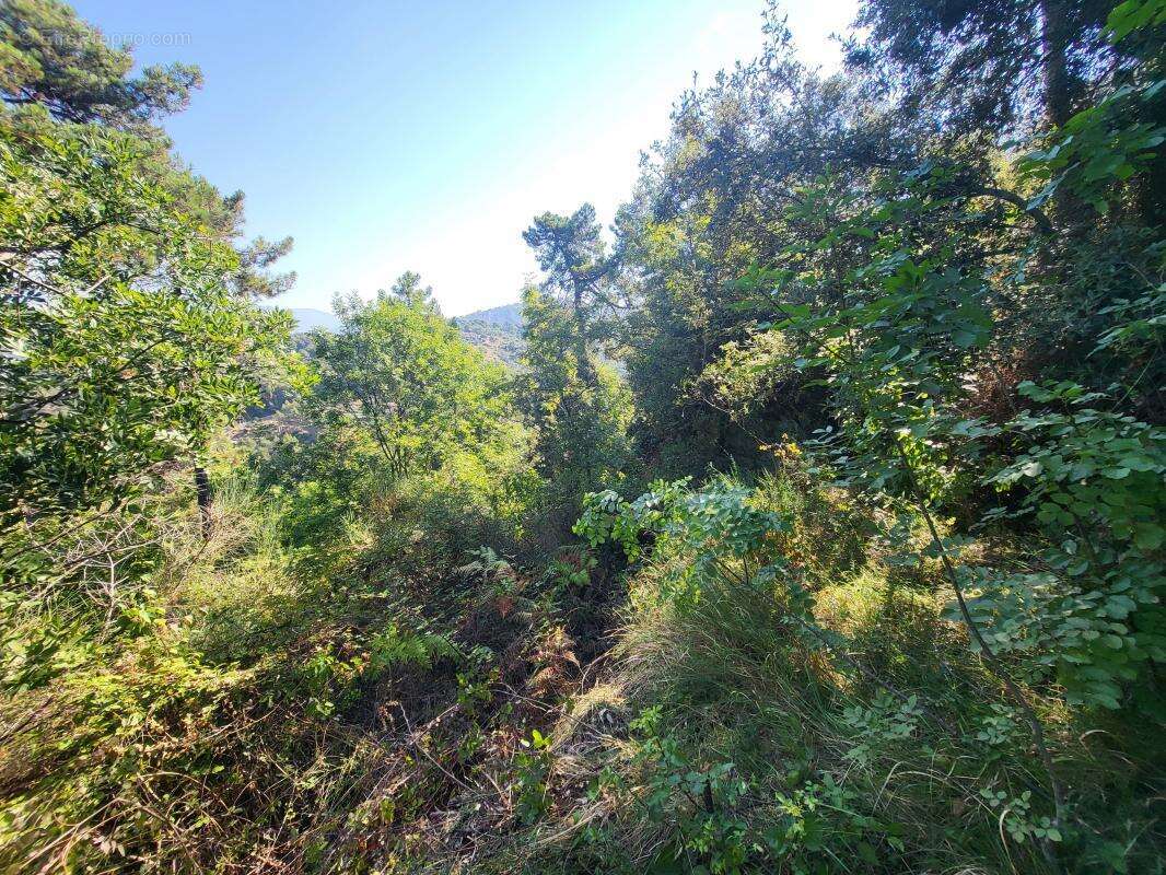 Terrain à LA TRINITE