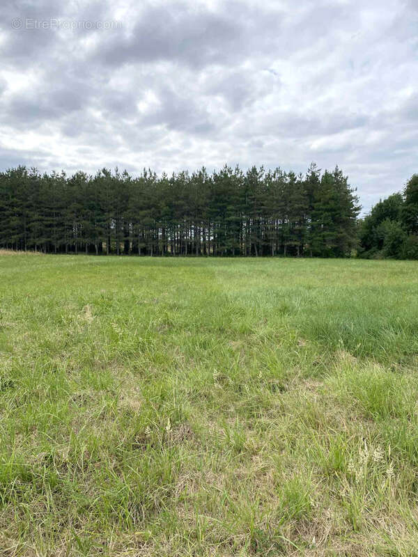 Terrain à GRISOLLES