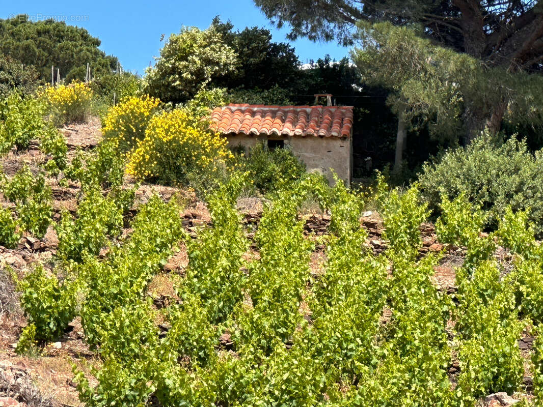 Terrain à COLLIOURE