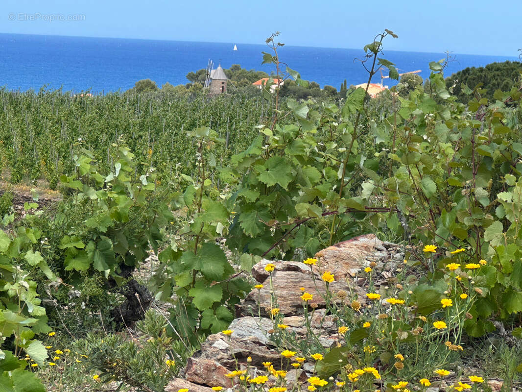 Terrain à COLLIOURE